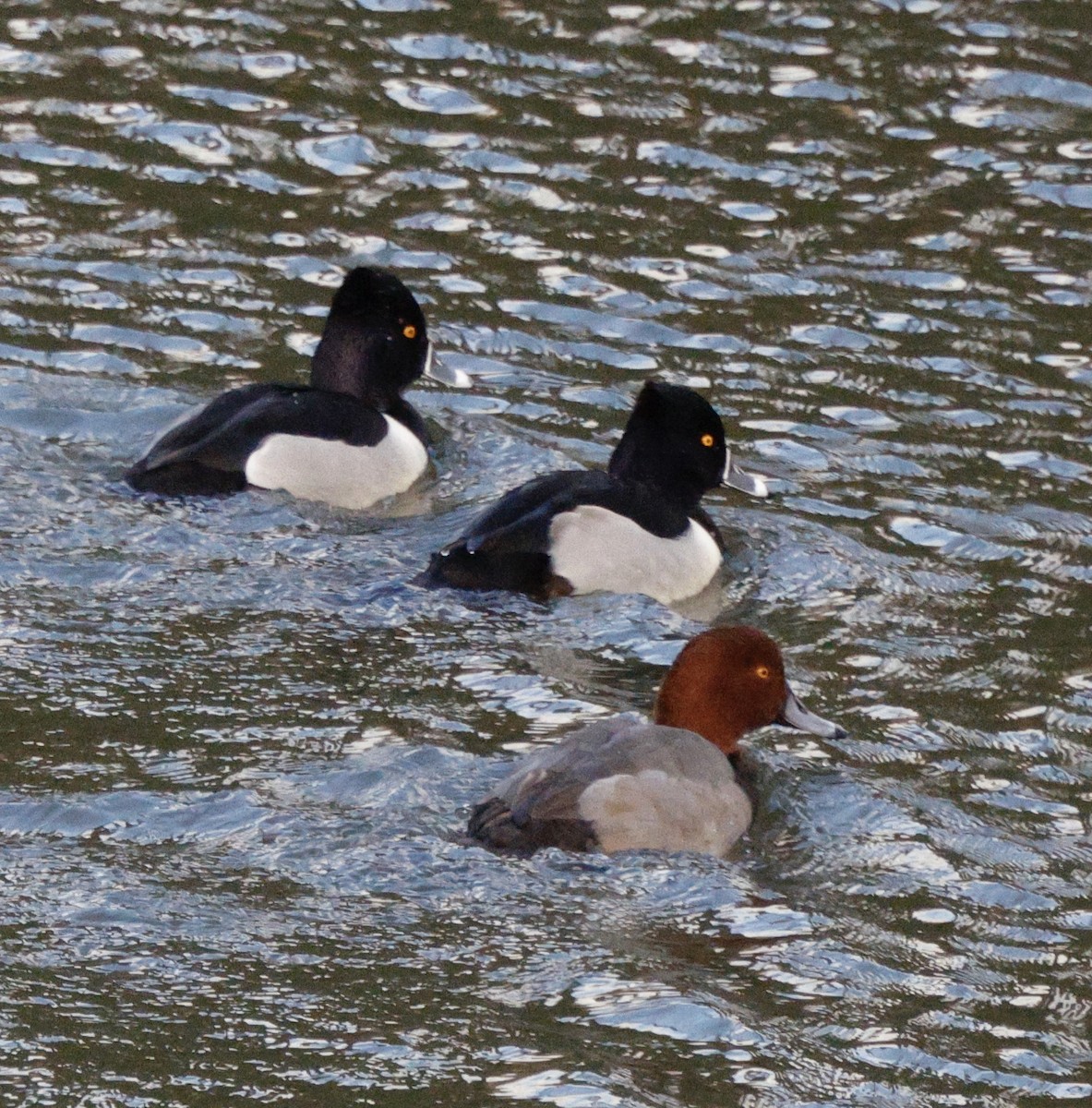 Redhead - ML647096671