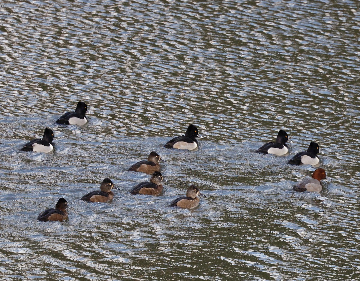 Redhead - ML647096672