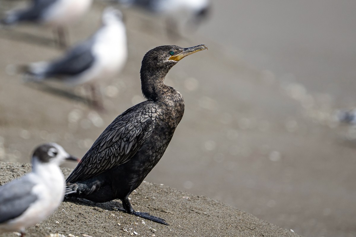 flodskarv - ML647096673