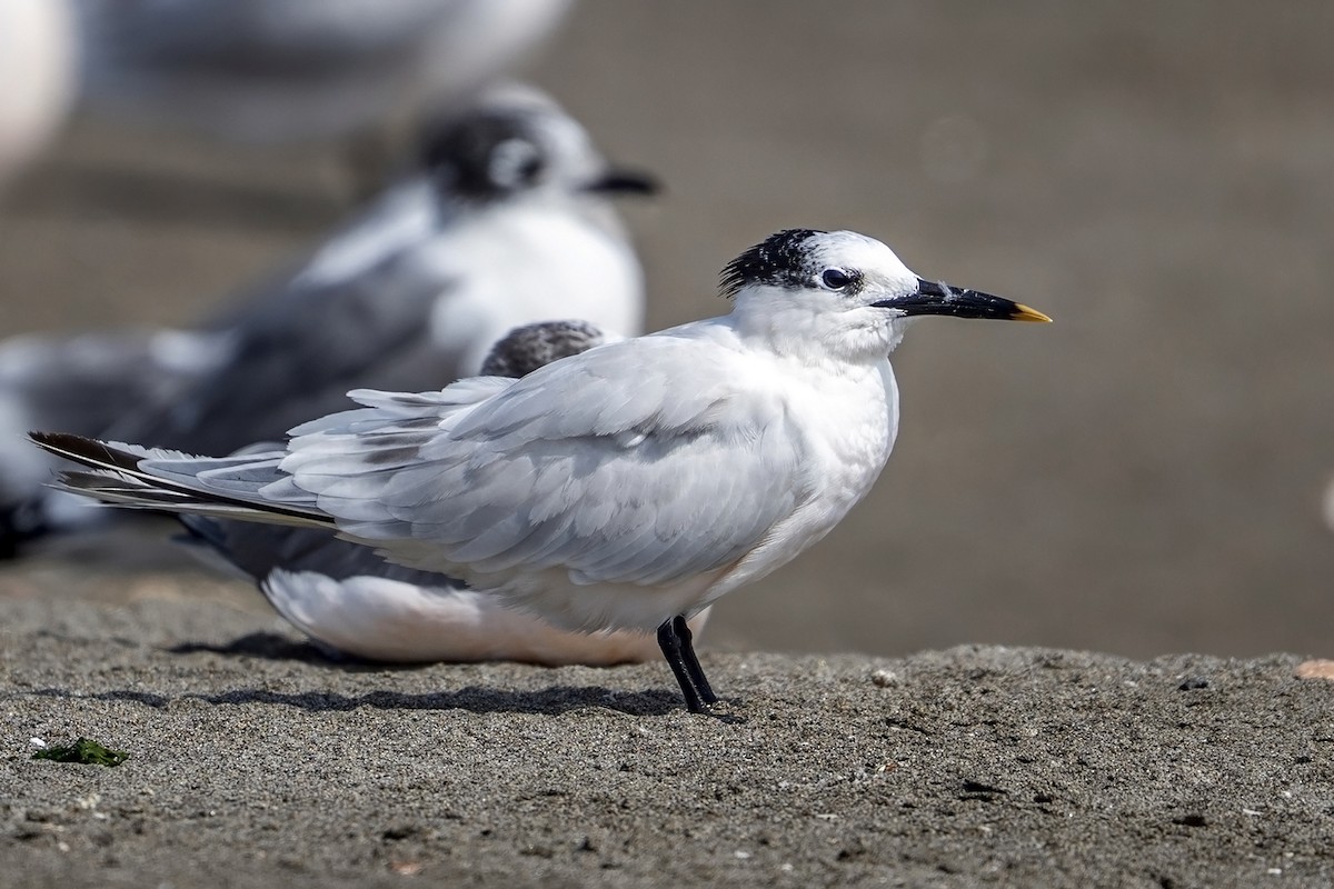 rybák severní - ML647096674