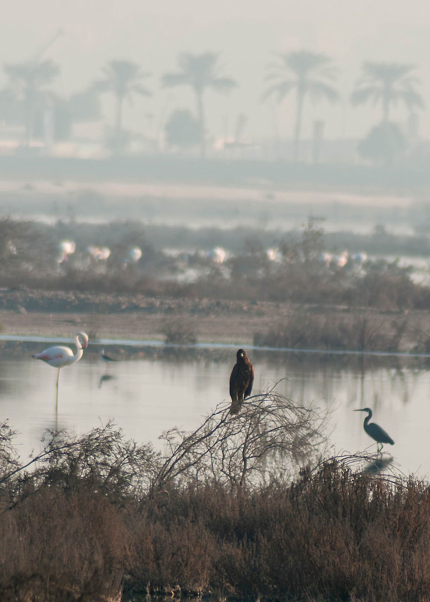 花鵰 - ML647096676