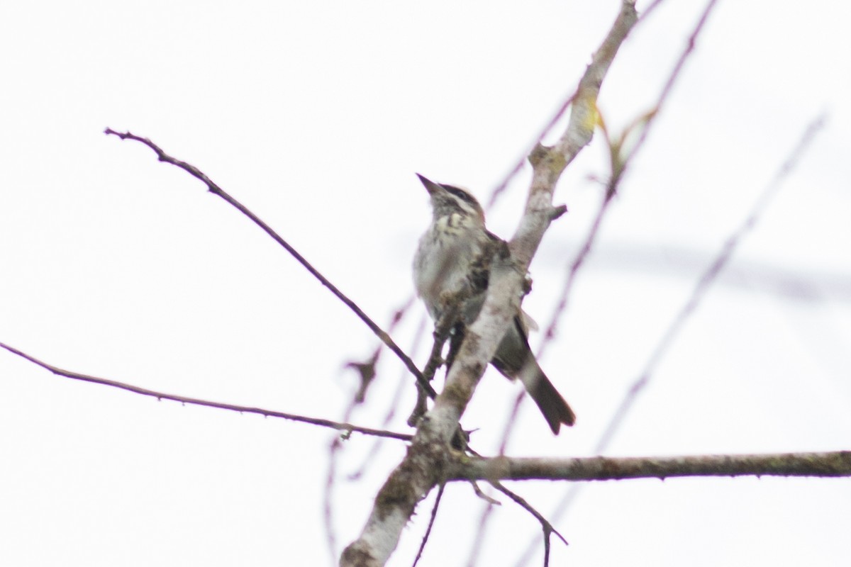 Streaked Flycatcher - ML647096683