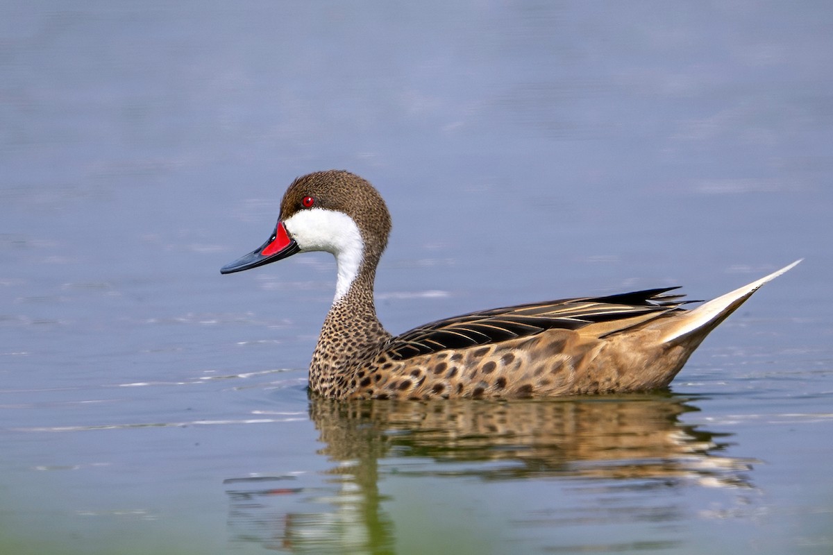 ostralka bělolící - ML647096684