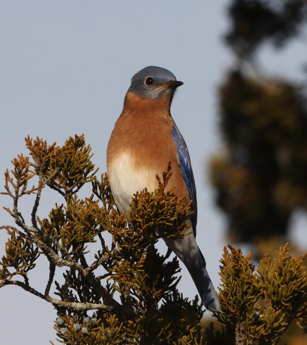 Eastern Bluebird - ML647096690