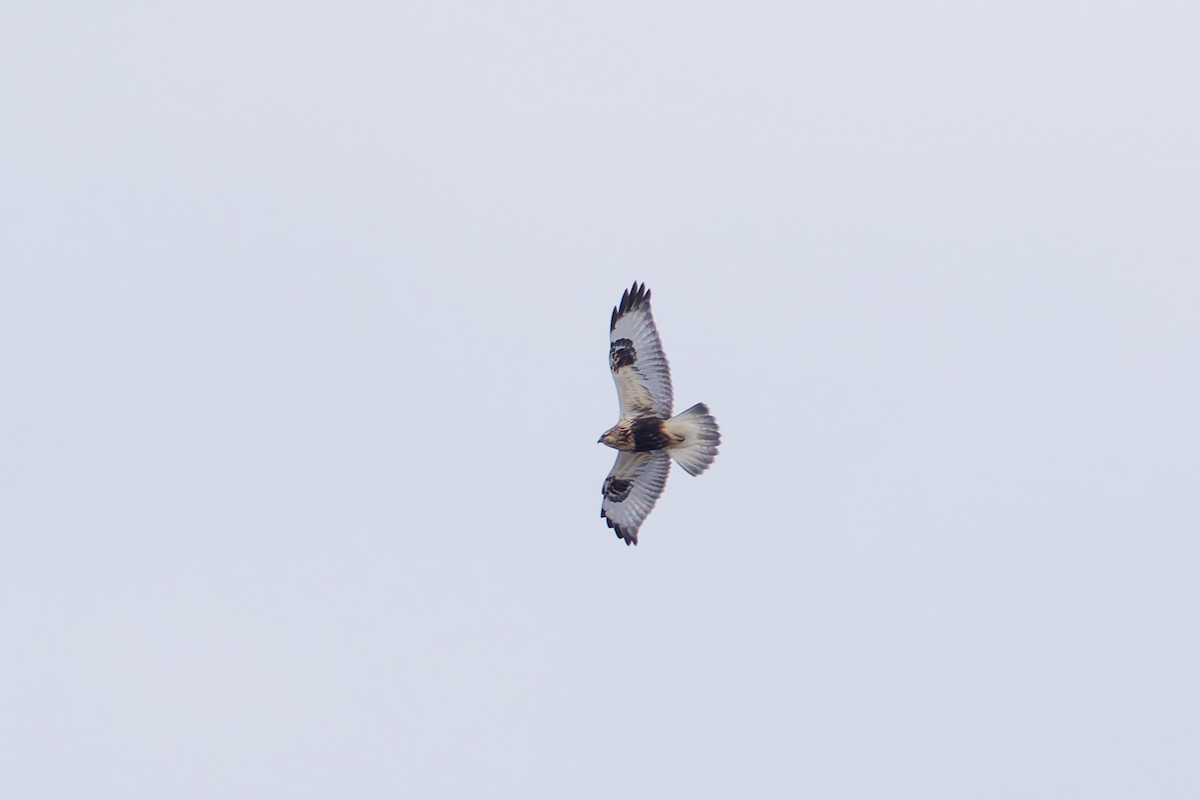 Rough-legged Hawk - ML647096691
