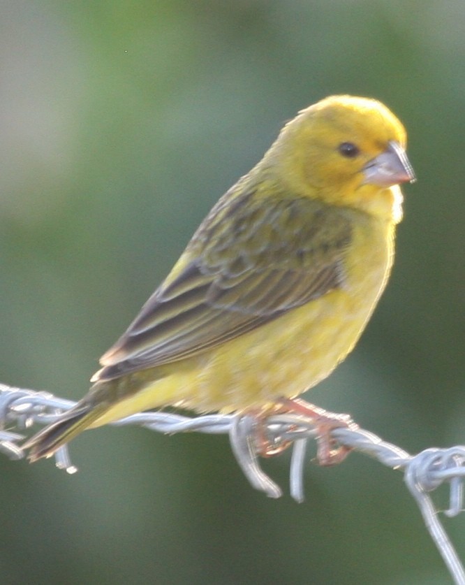 Anomalospize parasite - ML647096692