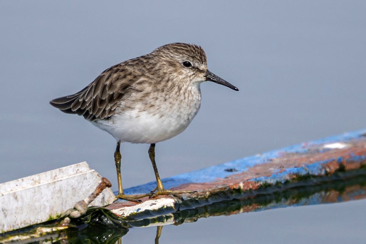 jespák drobný - ML647096698