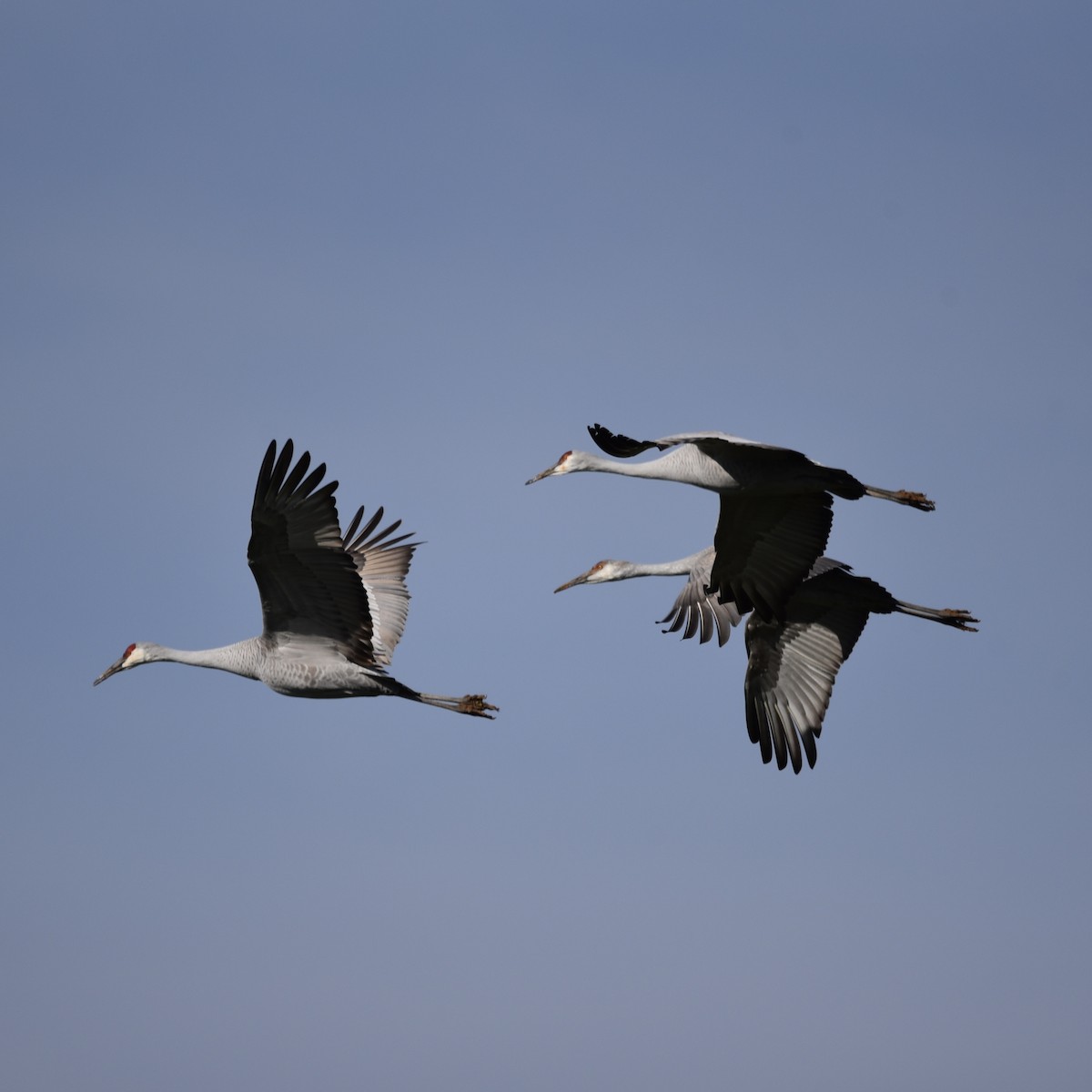 Sandhill Crane (Greater) - ML647096699