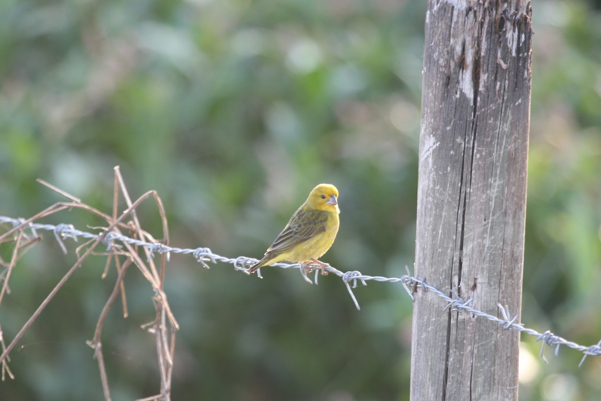 Anomalospize parasite - ML647096700