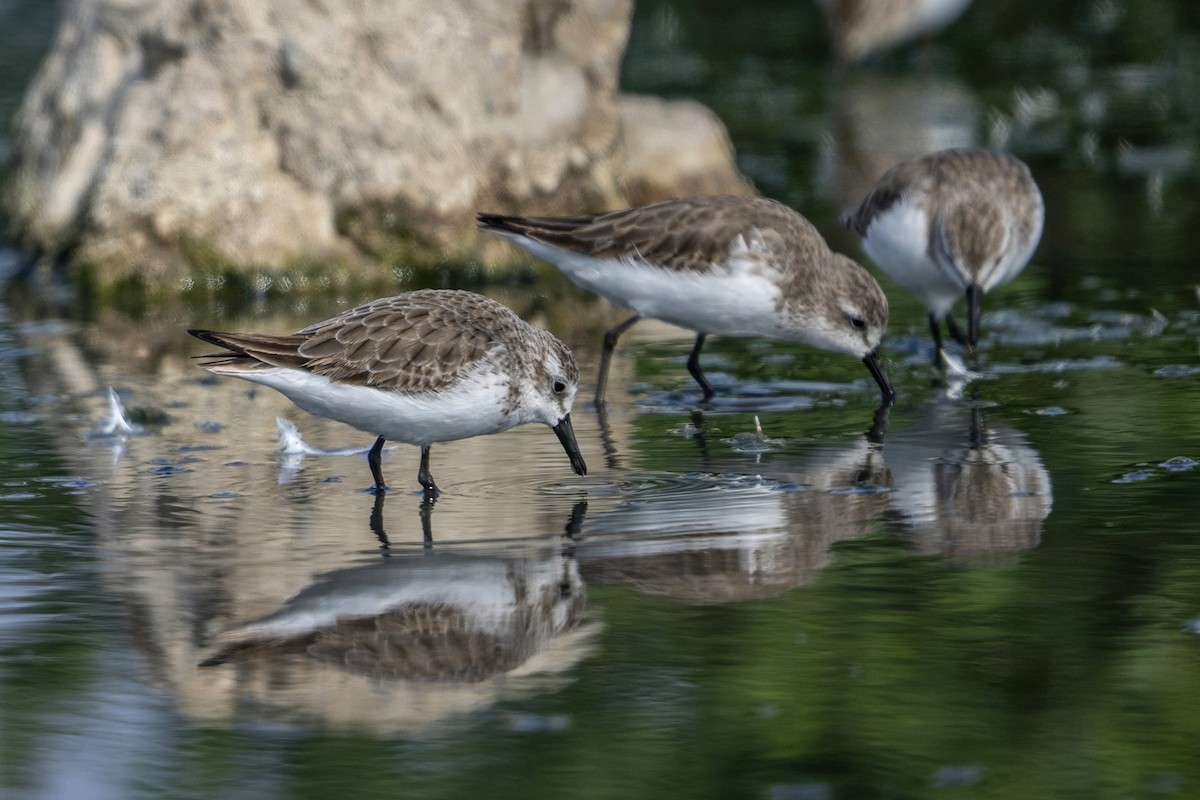 jespák srostloprstý - ML647096707