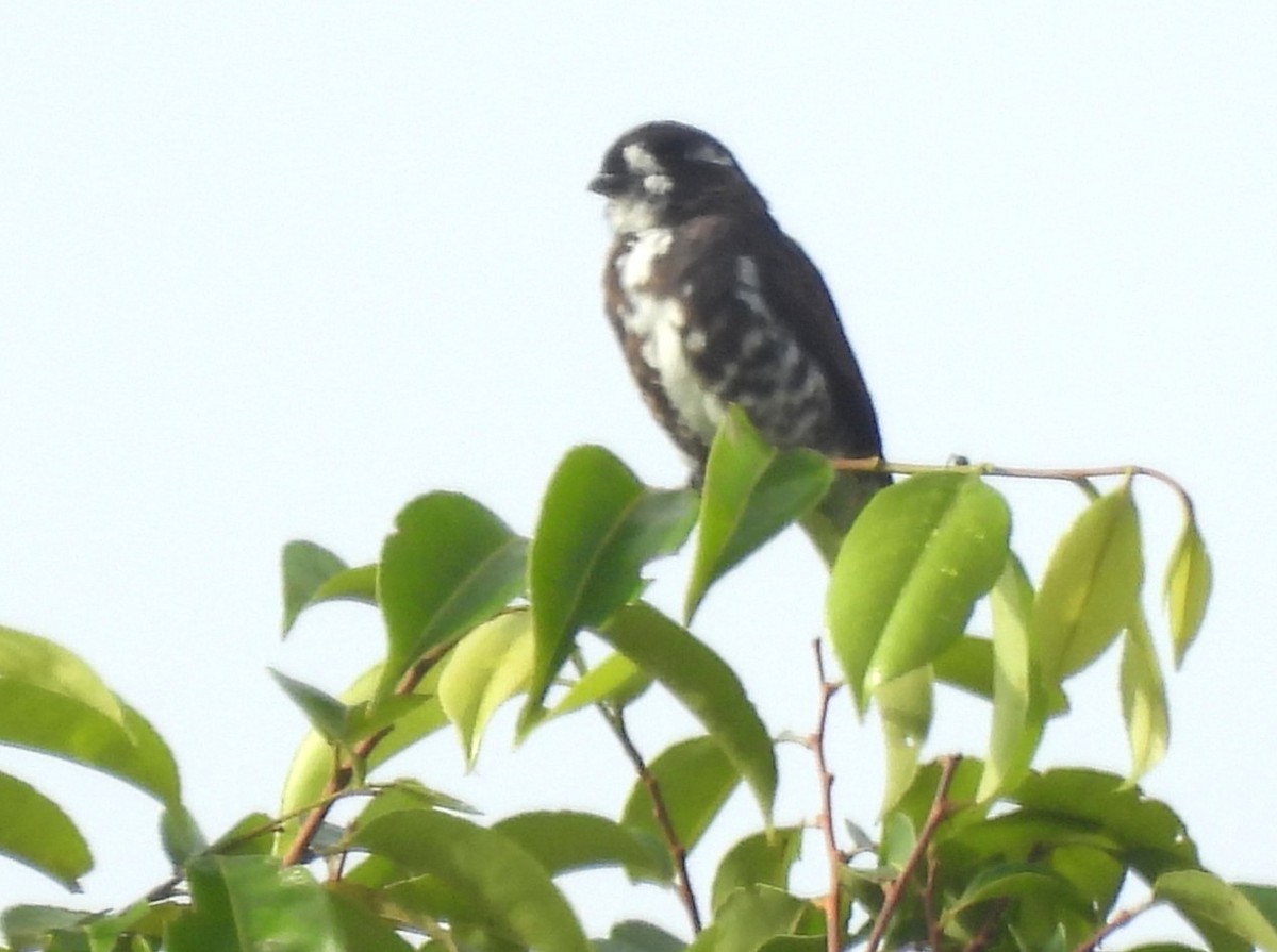 Iodopleure d'Isabelle - ML647096708