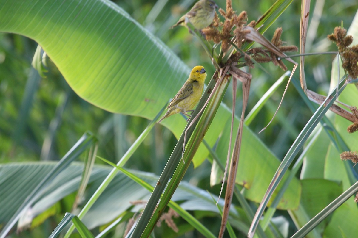 Anomalospize parasite - ML647096710