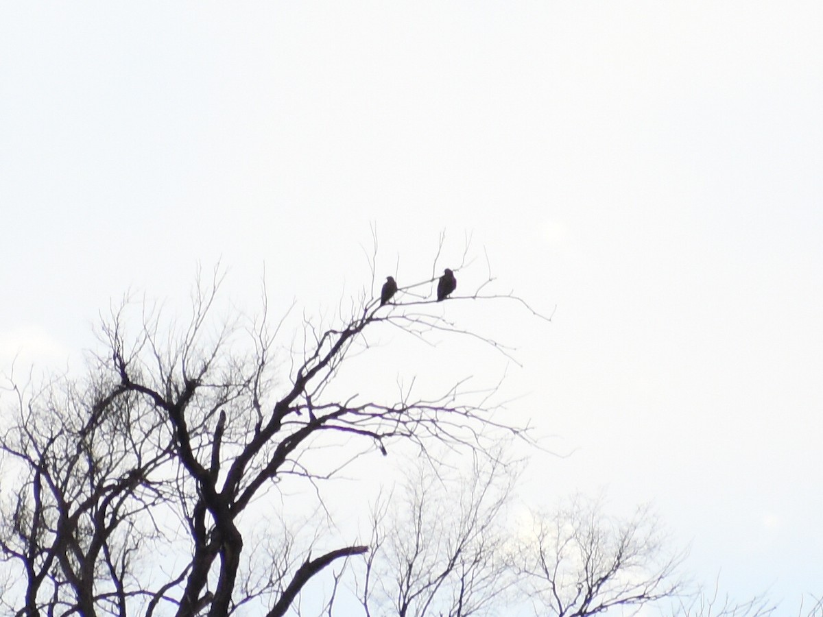 Свенсонов канюк - ML647096712