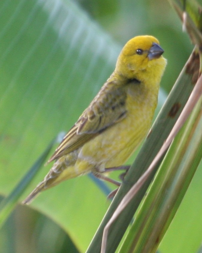 Anomalospize parasite - ML647096714