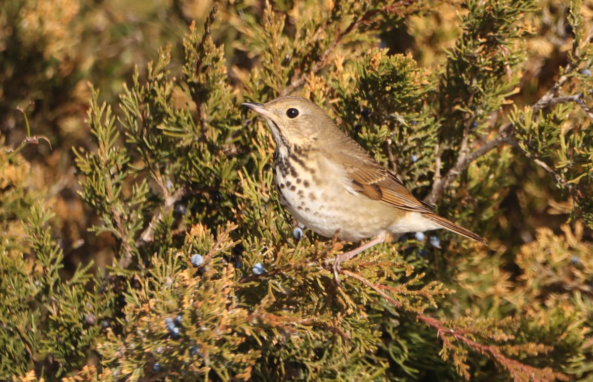 Hermit Thrush - ML647096715