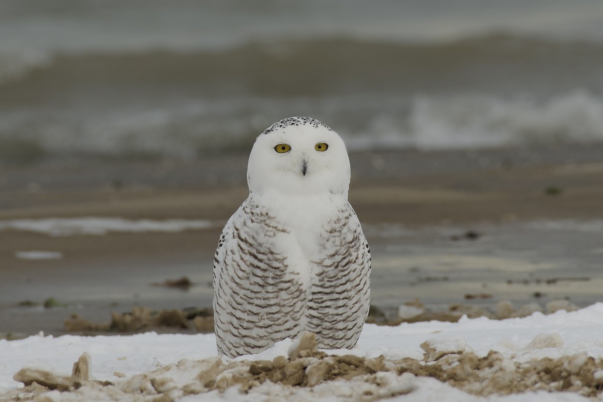 Snowy Owl - ML647096726