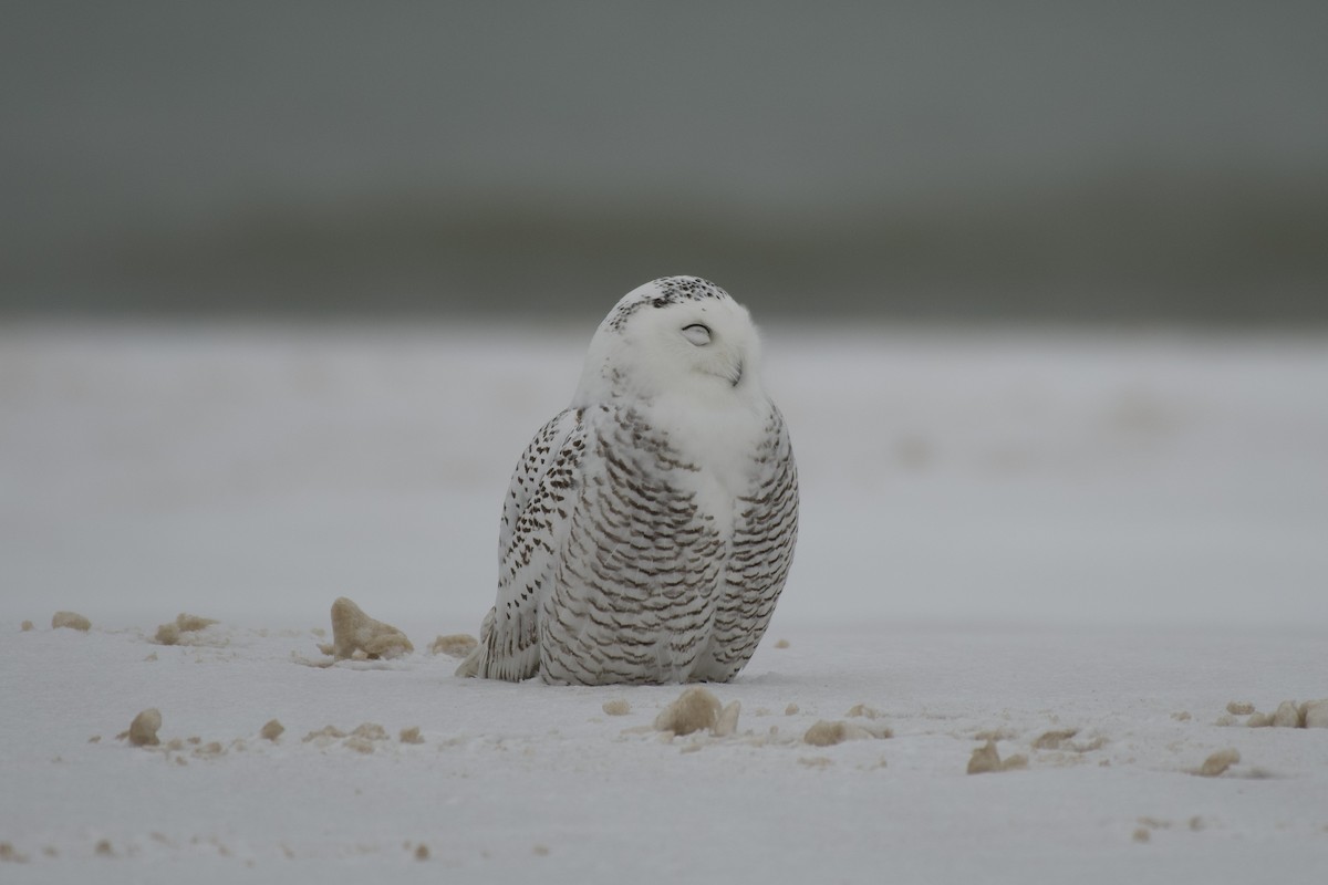Snowy Owl - ML647096727