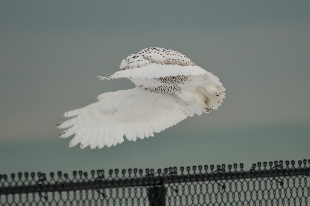 Snowy Owl - ML647096728