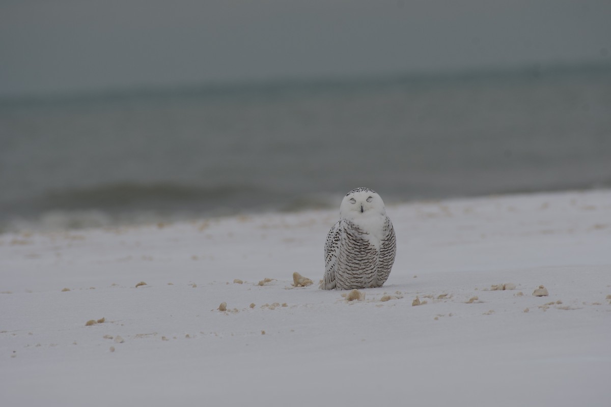 Snowy Owl - ML647096731