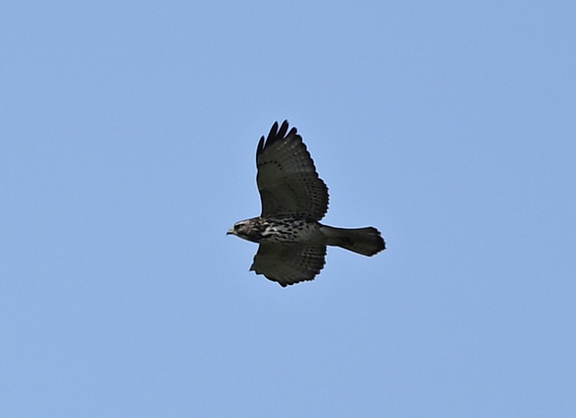 Broad-winged Hawk - ML647096732