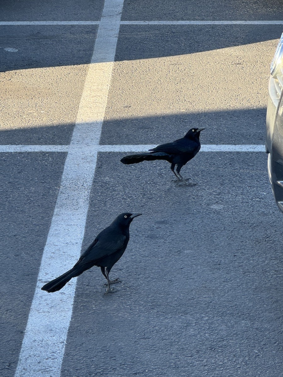 Great-tailed Grackle - ML647096733