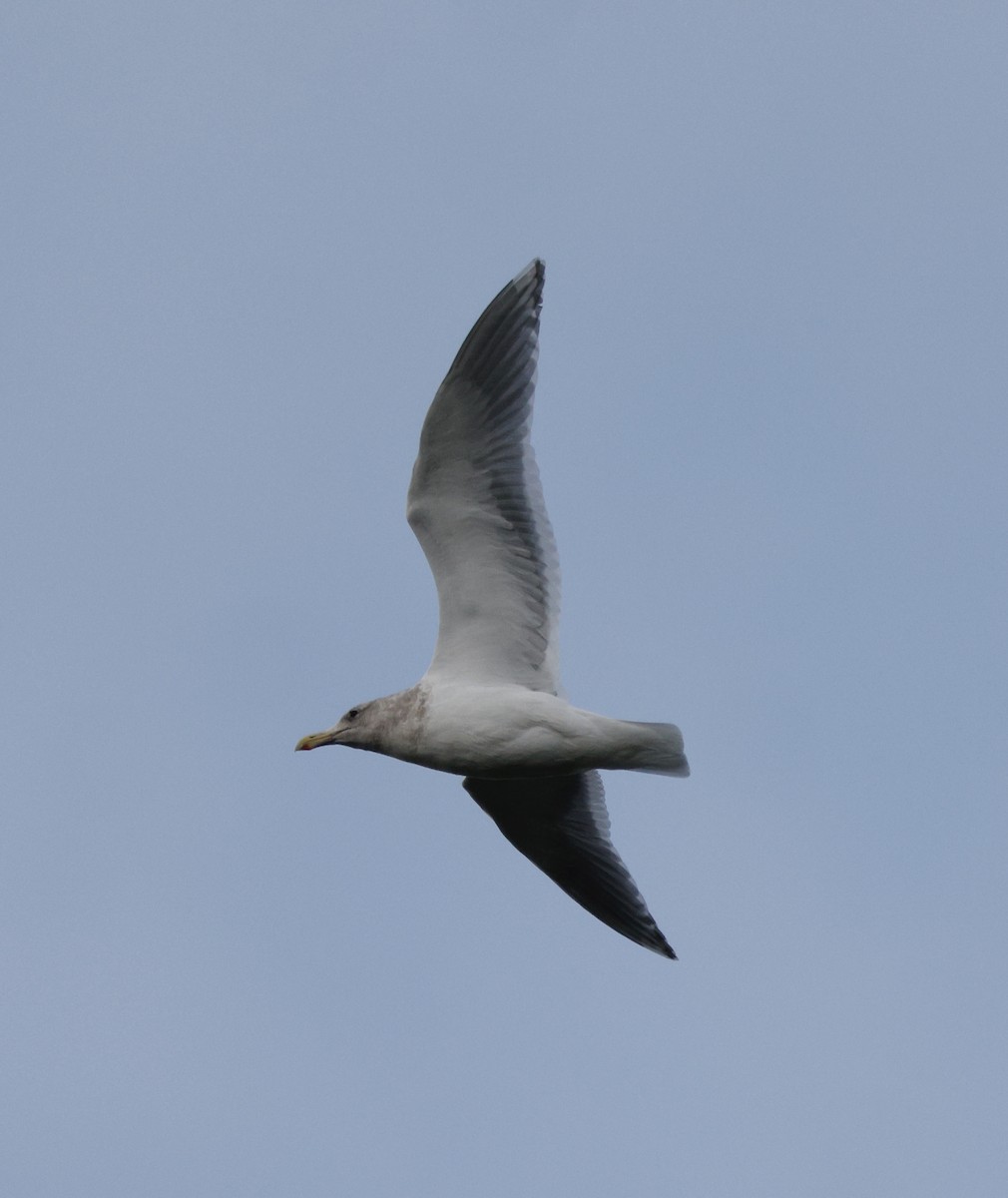 Goéland à ailes grises - ML647096737