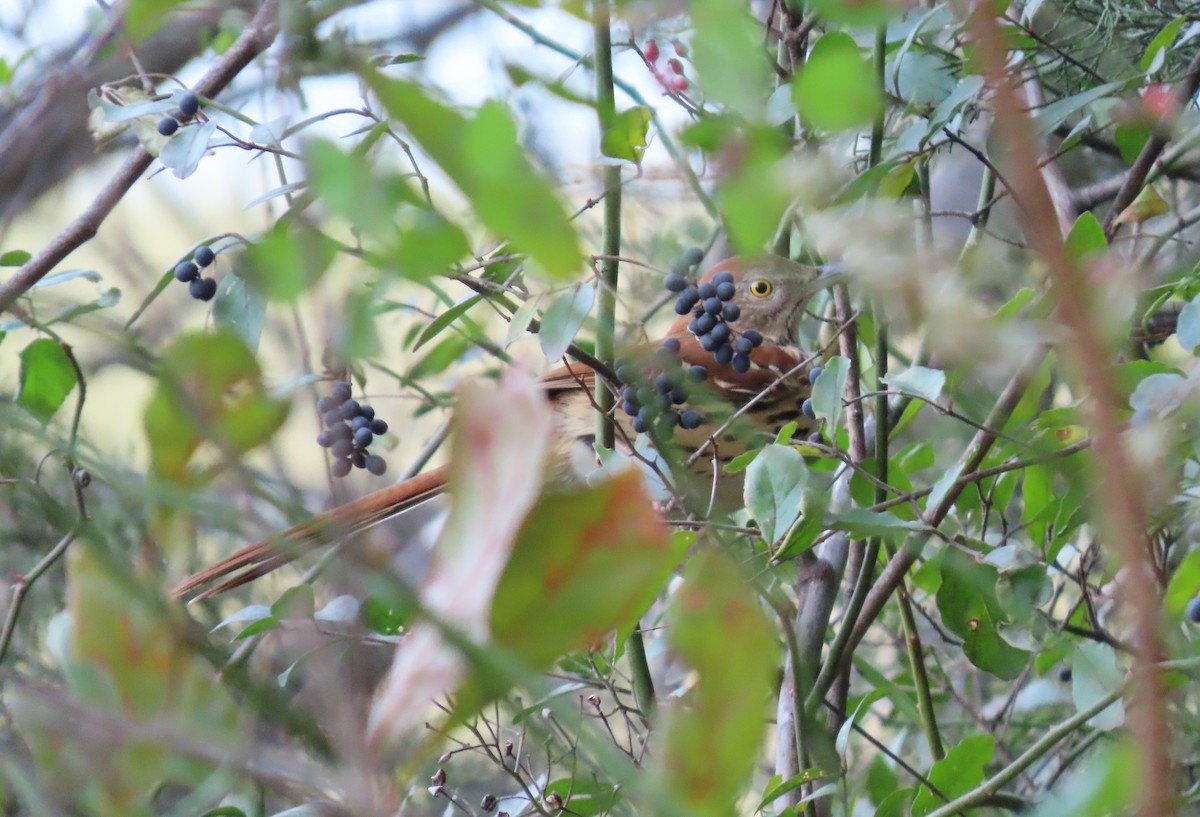 Brown Thrasher - ML647096740