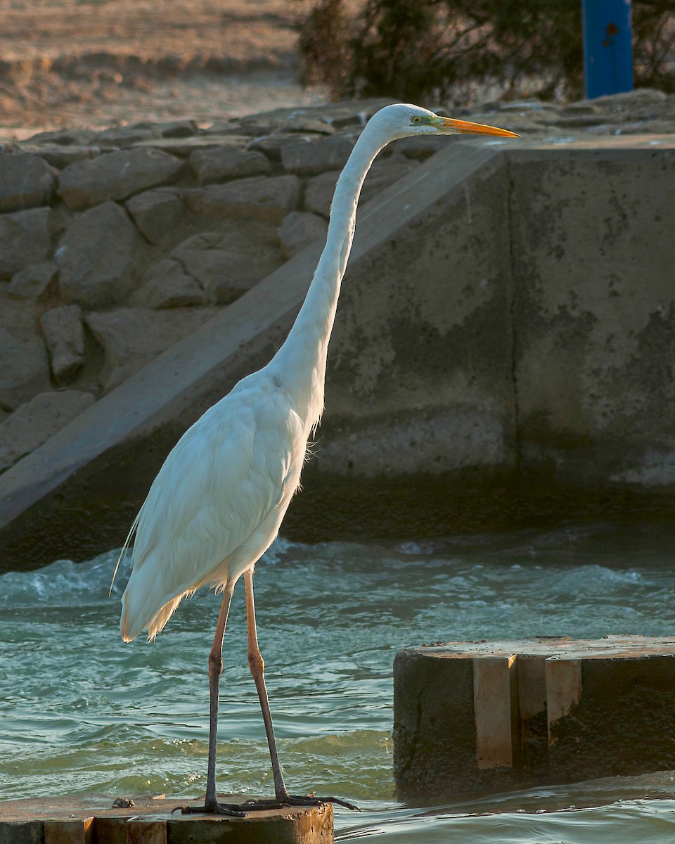 大白鷺 - ML647096748