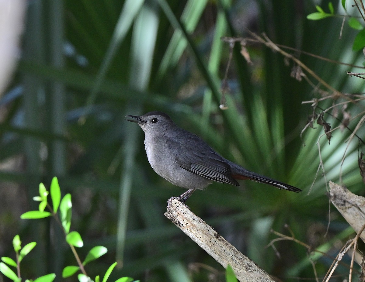 Miaulari grisa - ML647096749