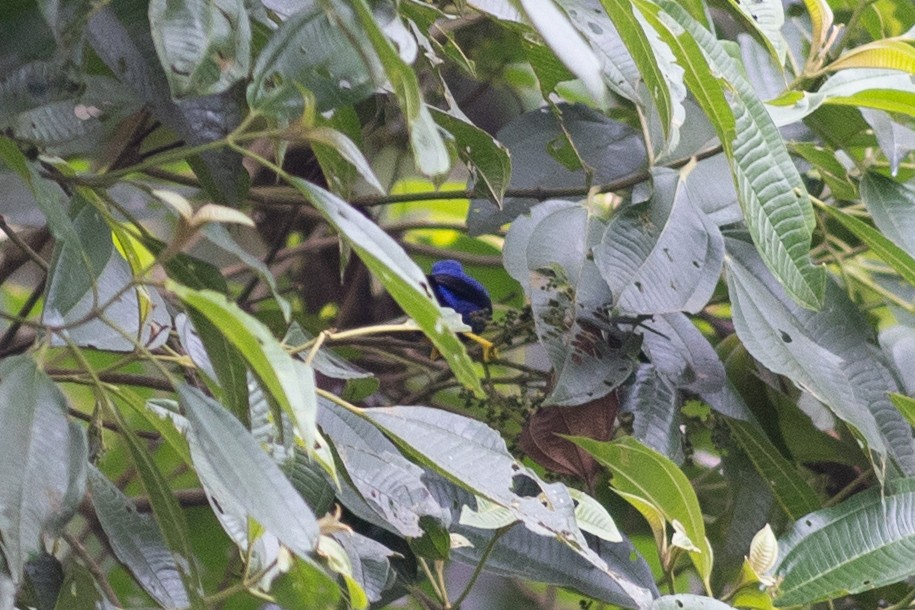 Purple Honeycreeper - ML647096753