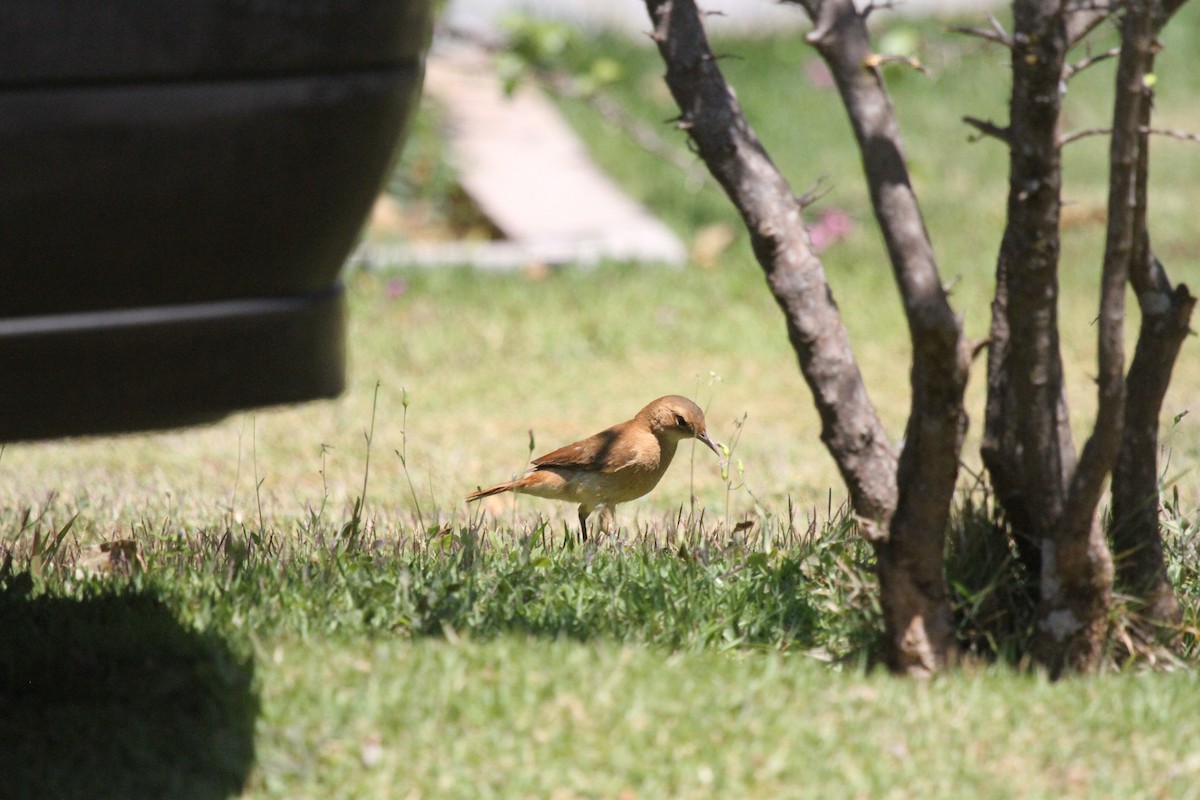 Rufous Hornero - ML647096756