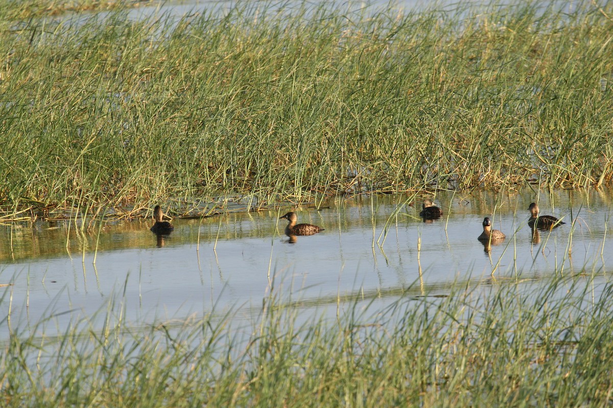 White-backed Duck - ML647096759