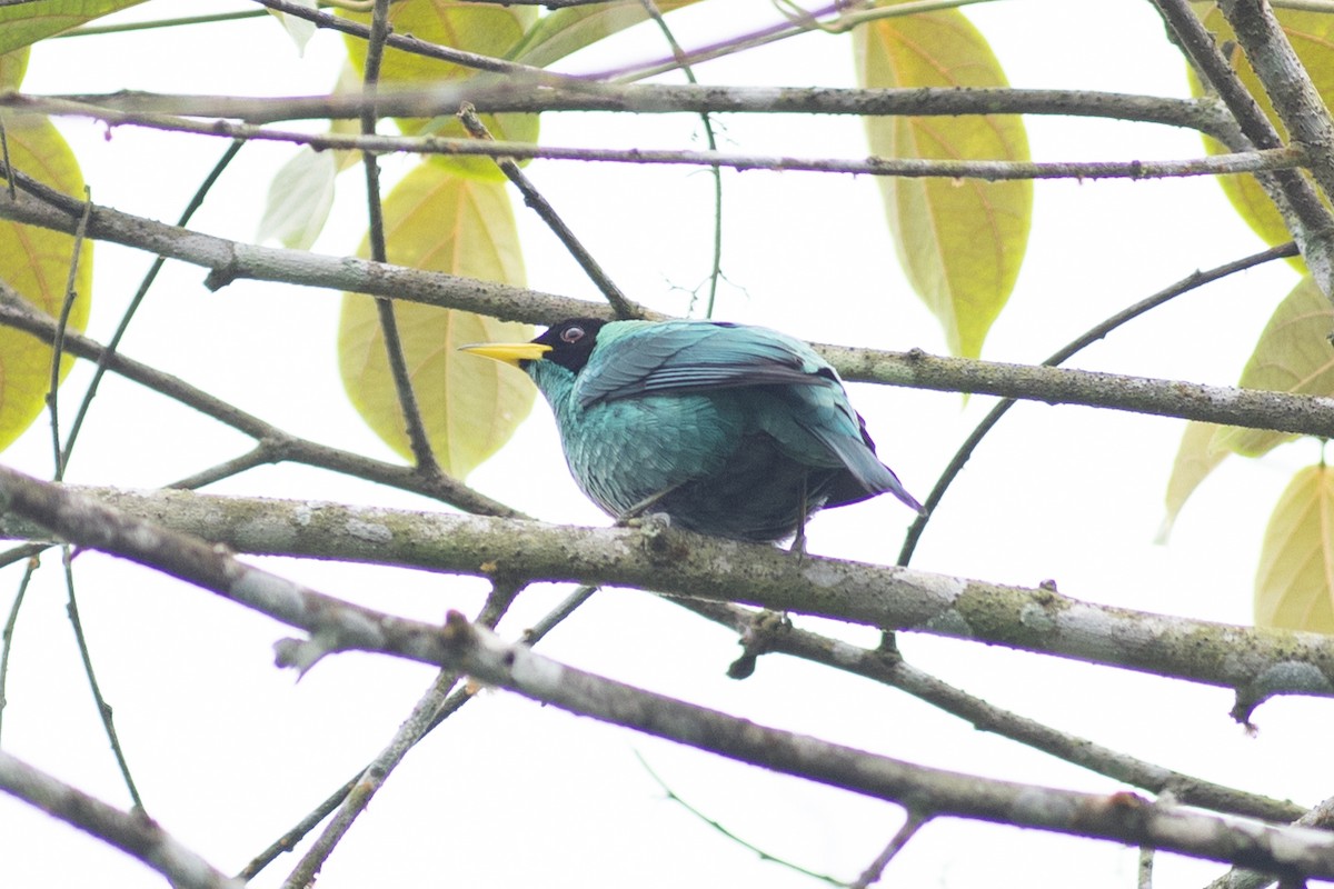 Green Honeycreeper - ML647096772
