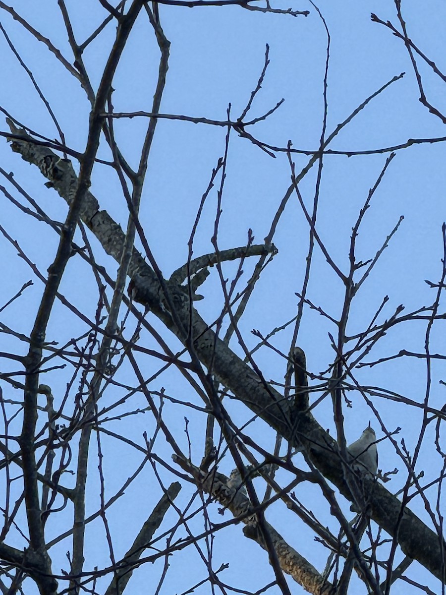 White-breasted Nuthatch - ML647096778