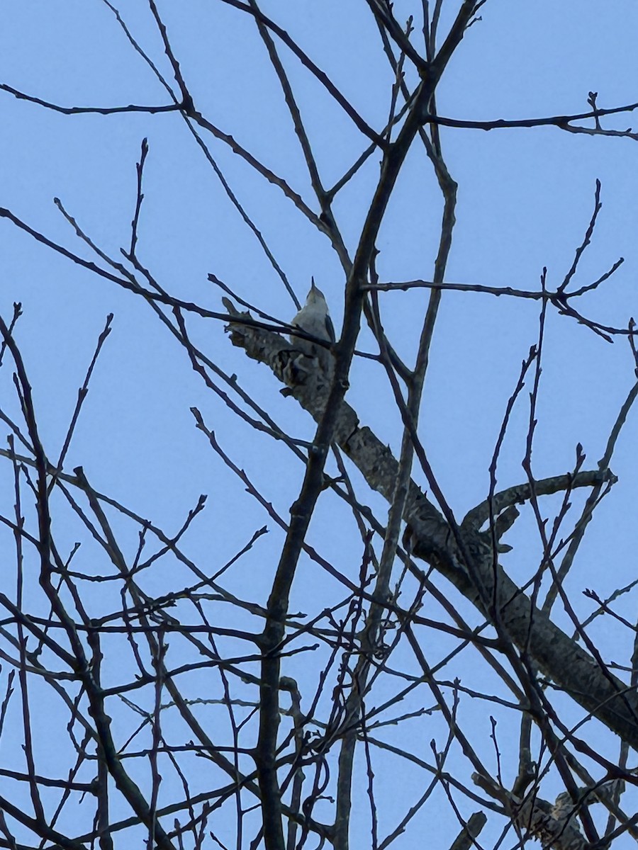 White-breasted Nuthatch - ML647096779