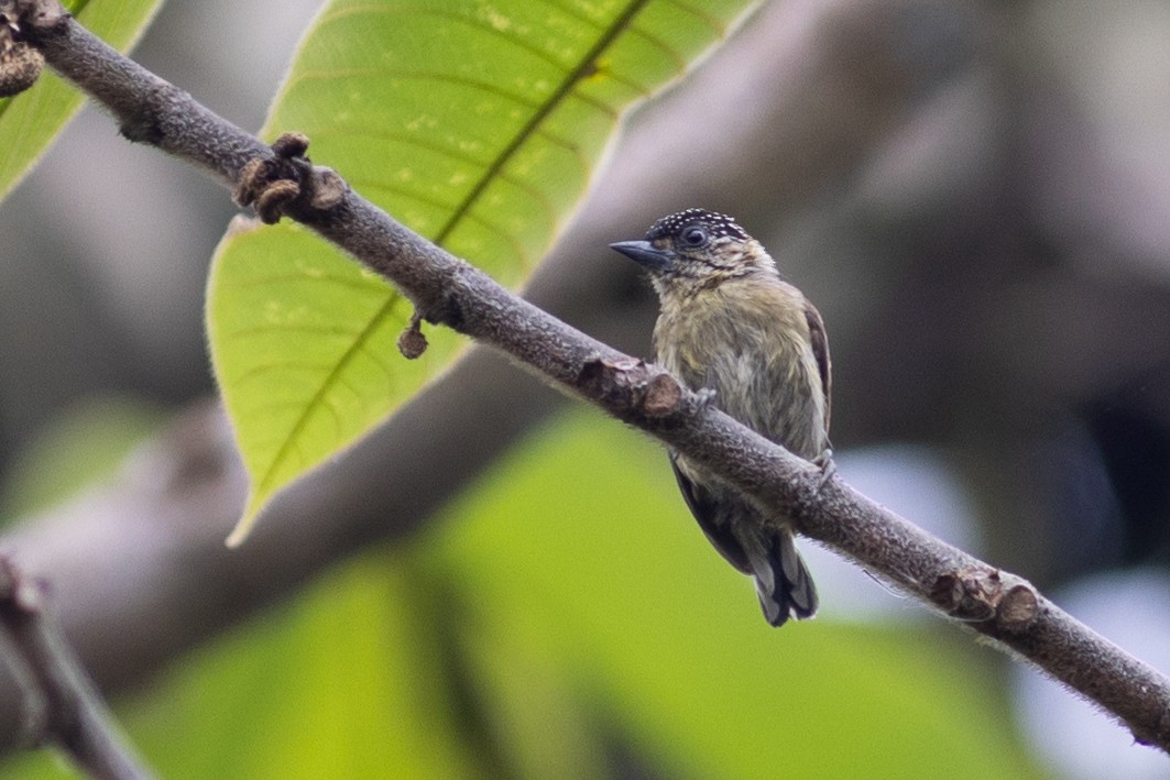 Olivaceous Piculet - ML647096797
