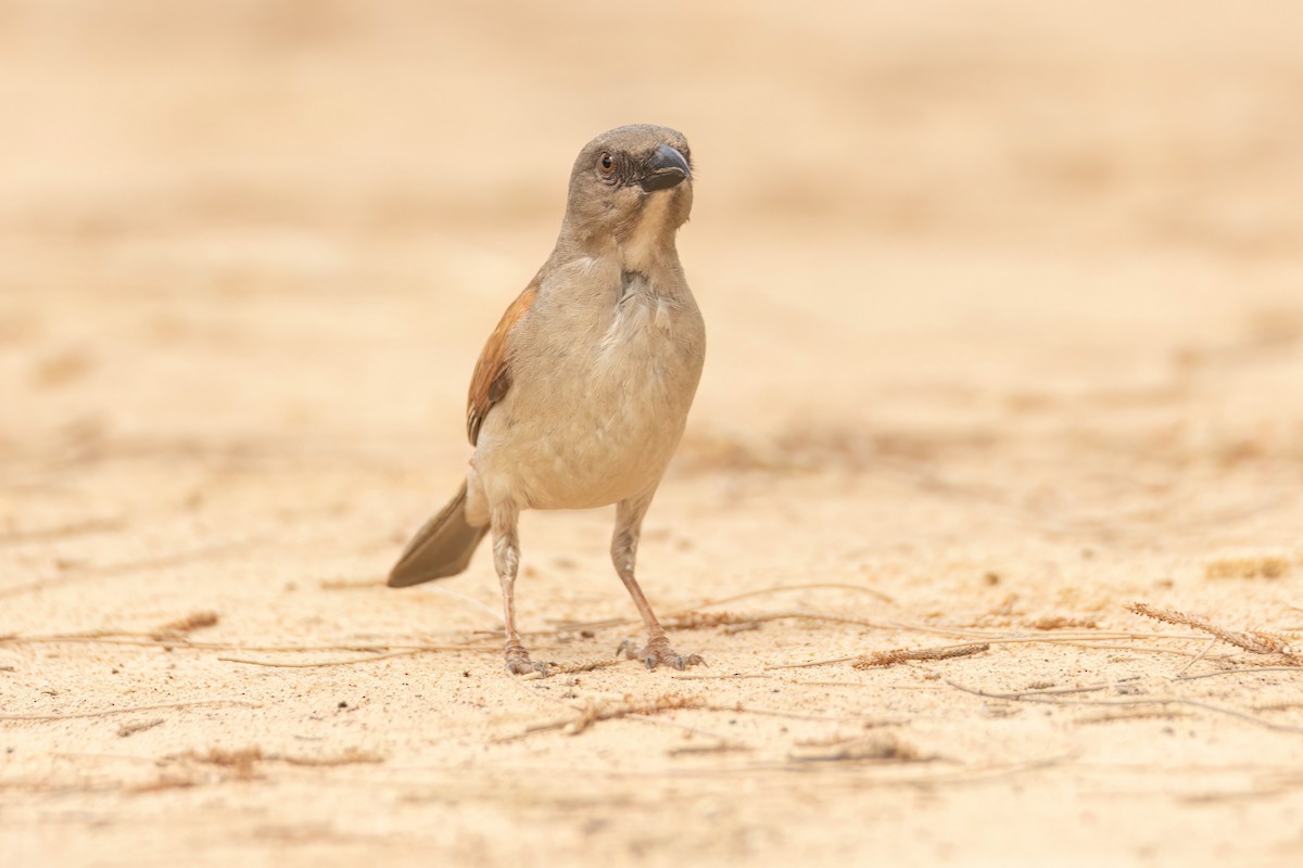 Northern Gray-headed Sparrow - ML647096802