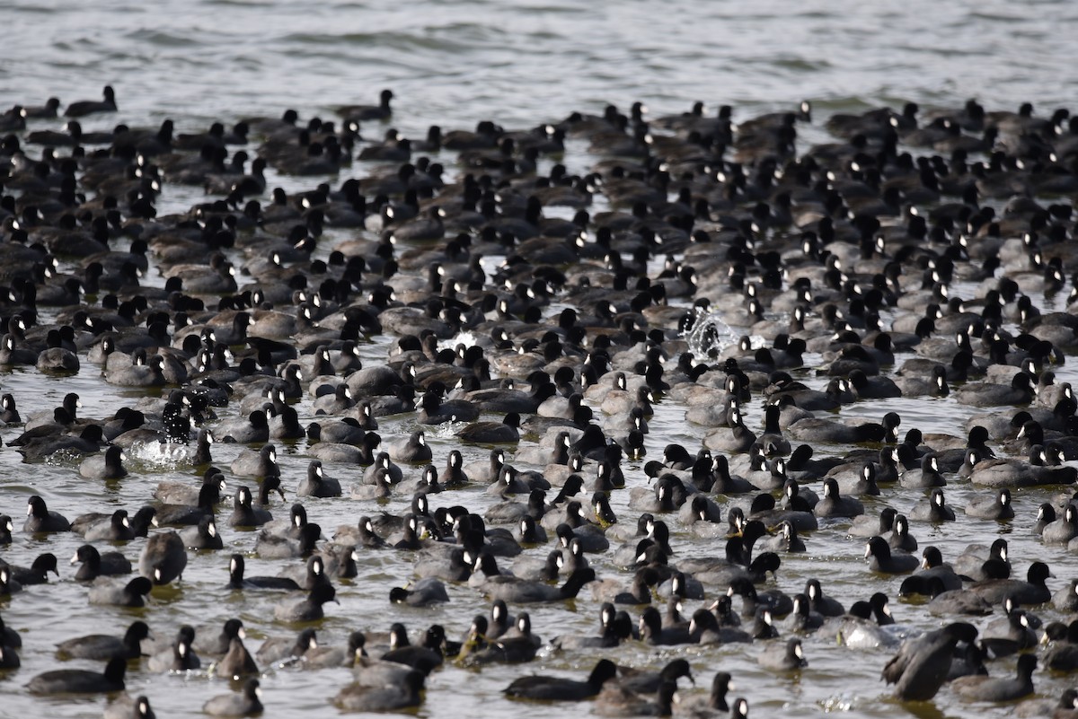 American Coot (Red-shielded) - ML647096803