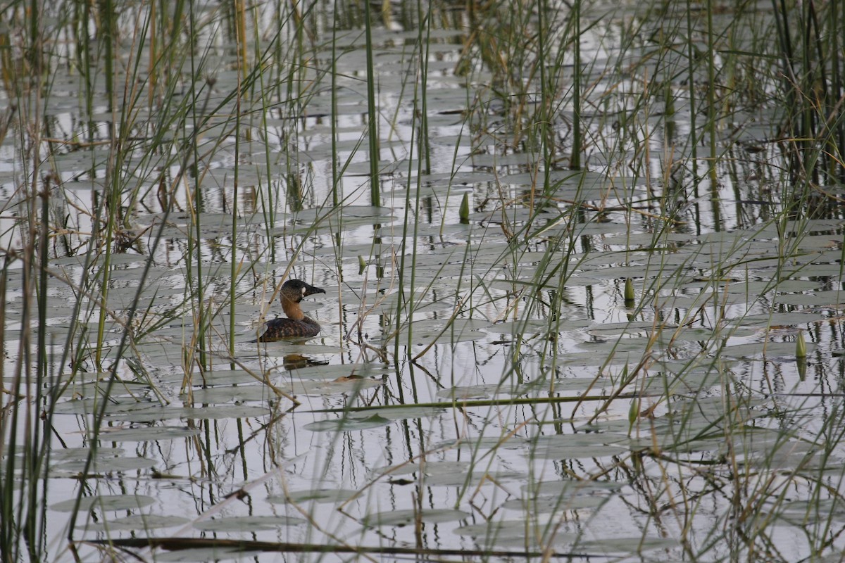 White-backed Duck - ML647096804