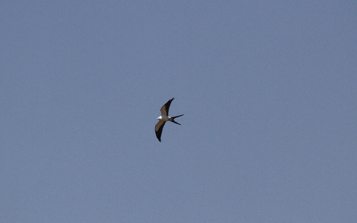 Swallow-tailed Kite - ML647096808