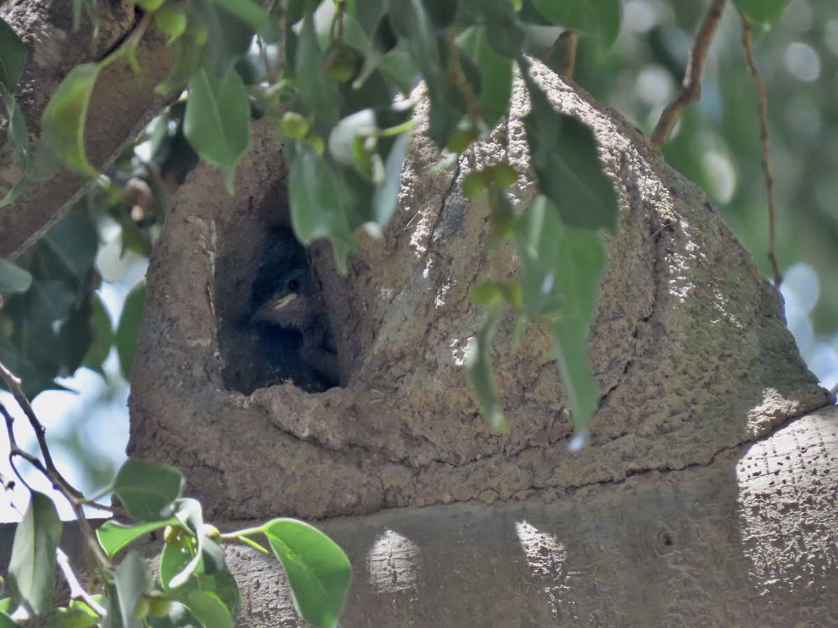 Рыжий печник - ML647096811