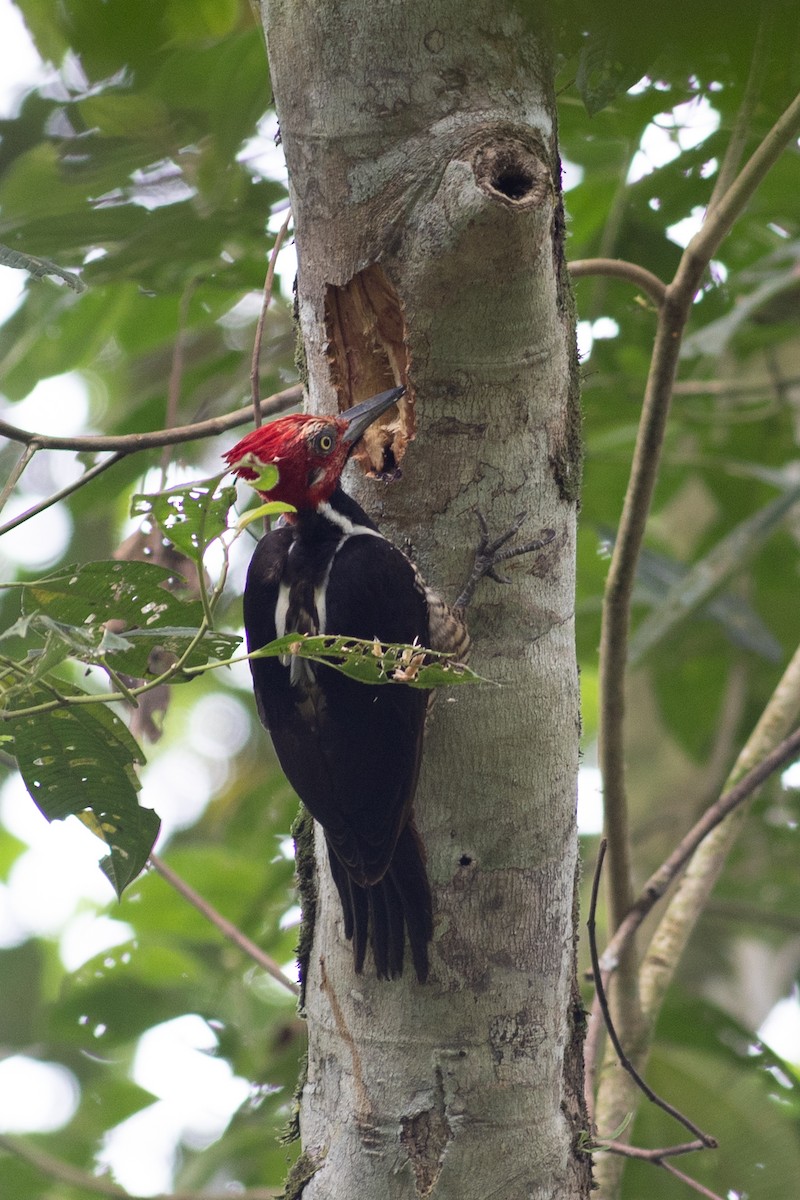 Guayaquil Woodpecker - ML647096813