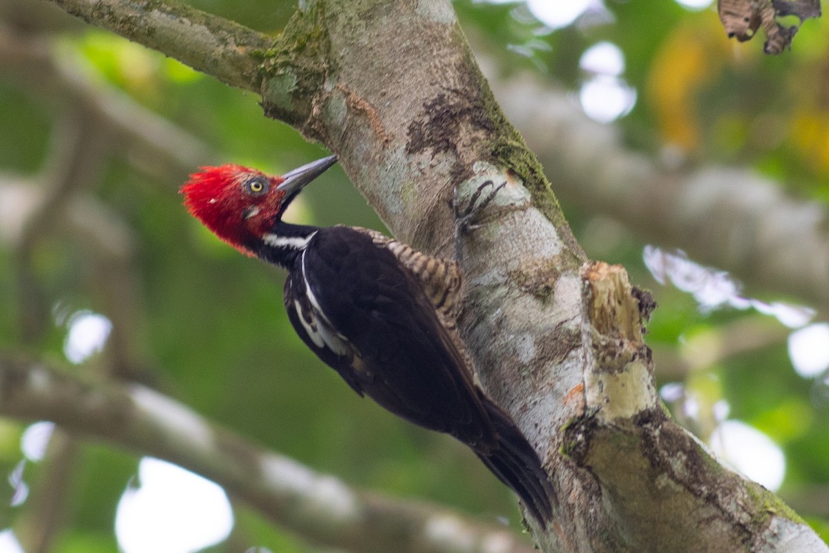 Guayaquil Woodpecker - ML647096814