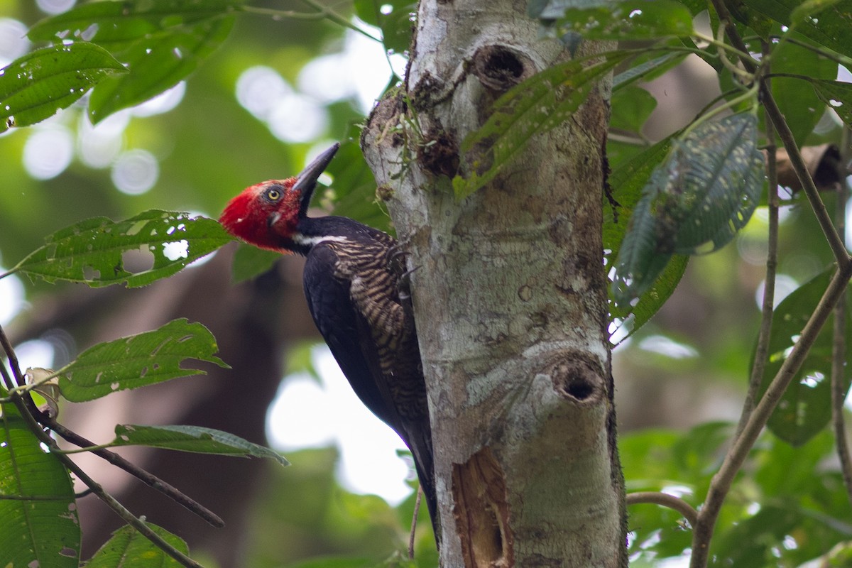 Guayaquil Woodpecker - ML647096815