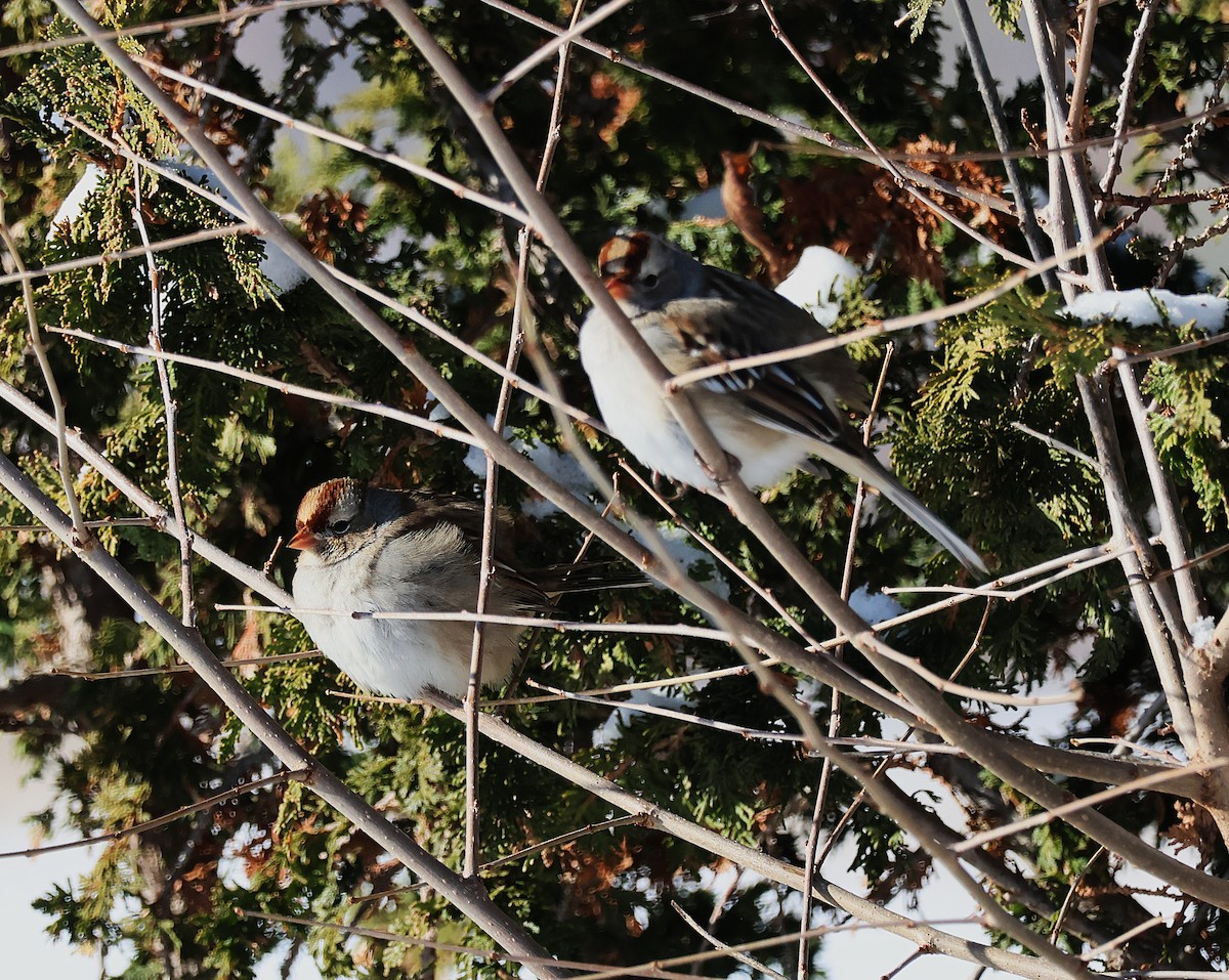 White-crowned Sparrow - ML647096841