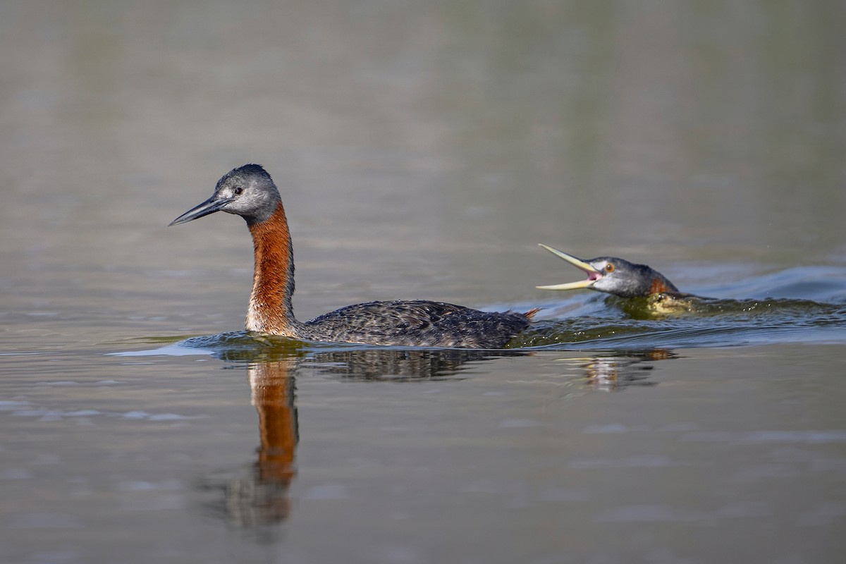 potápka velká - ML647096867