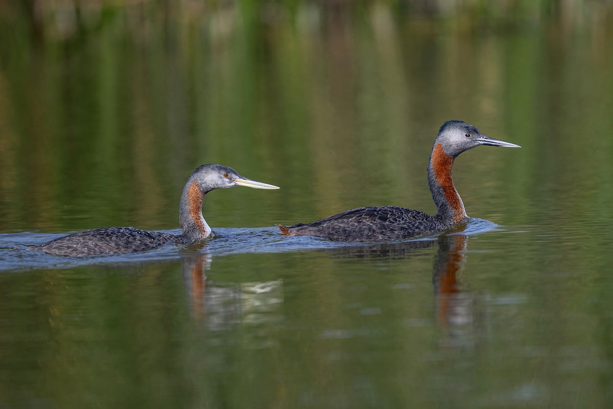 potápka velká - ML647096868