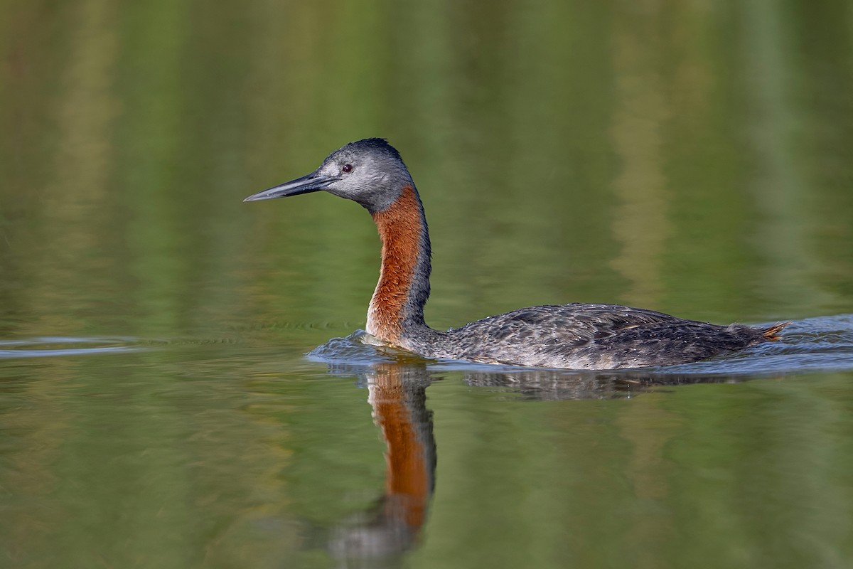 potápka velká - ML647096869