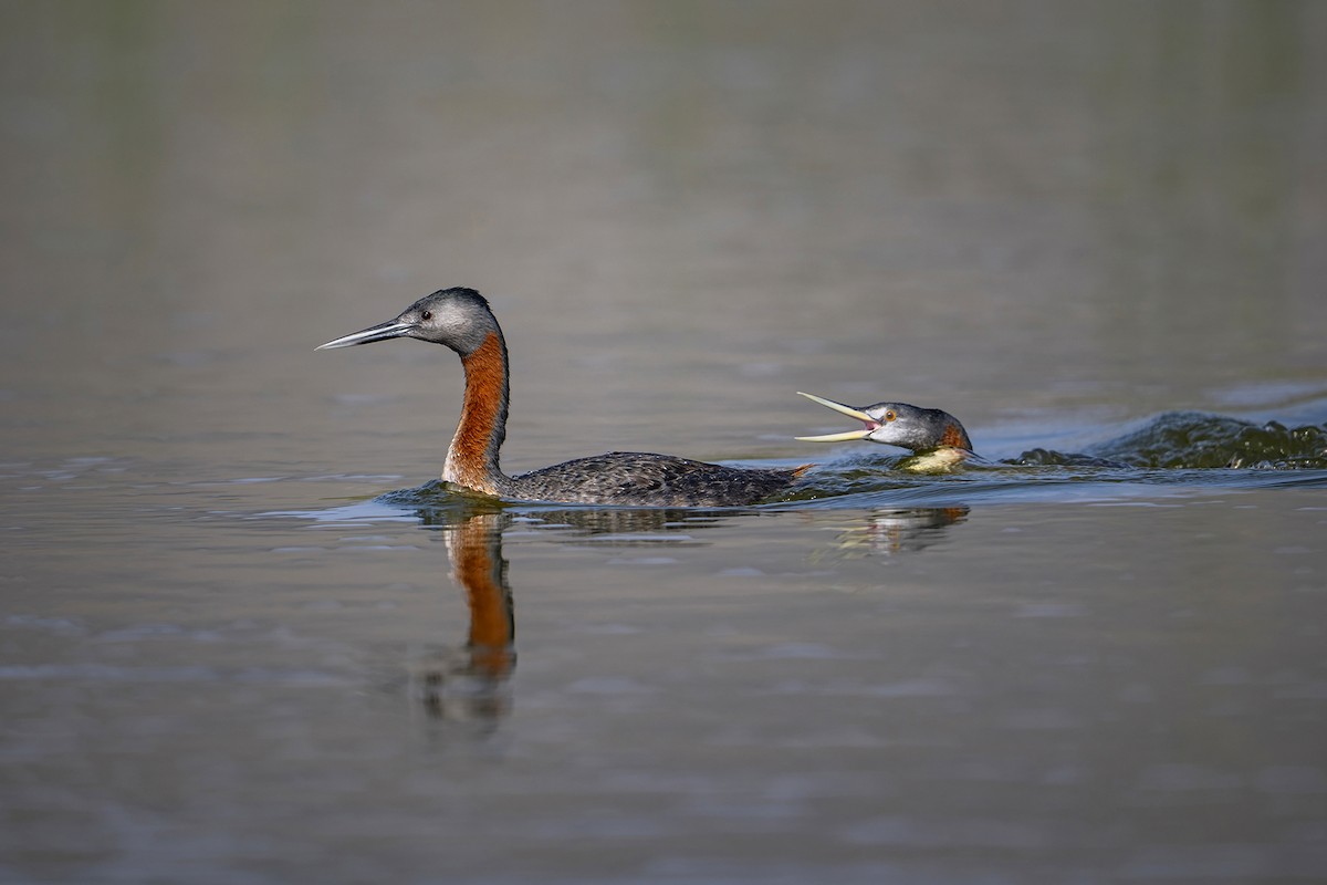 potápka velká - ML647096870