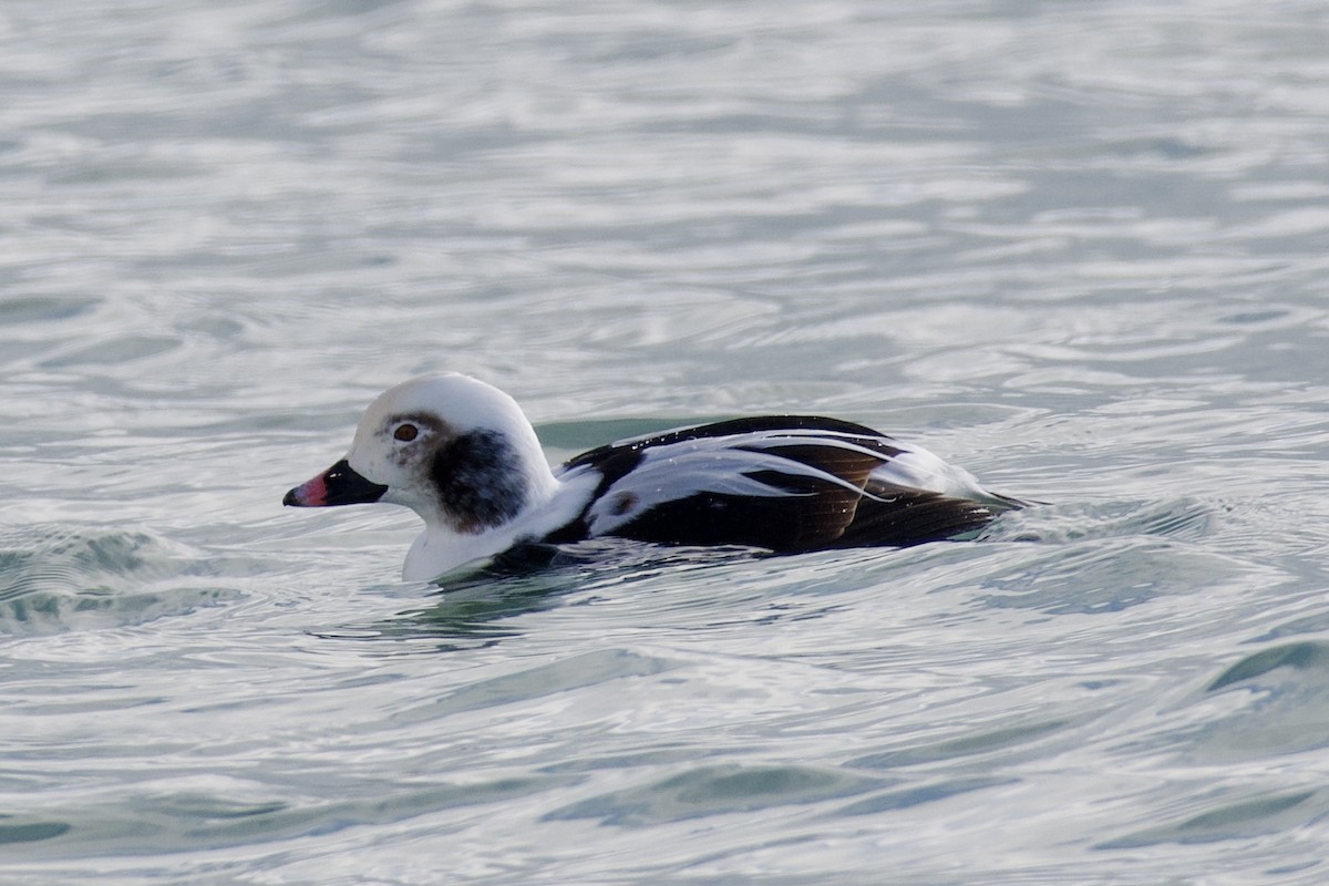 Harelde kakawi - ML647096895